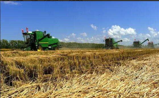 收成是近年來最好的一年 黑龍江省秋收生產基本結束