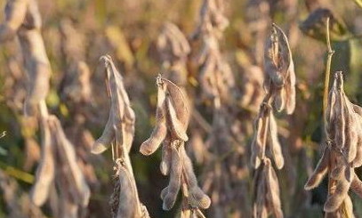 畝產(chǎn)首破400公斤 南疆春播大豆創(chuàng)單產(chǎn)新紀錄