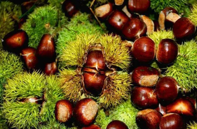 遷西板栗入選2022年國家農業(yè)品牌精品培育計劃名單