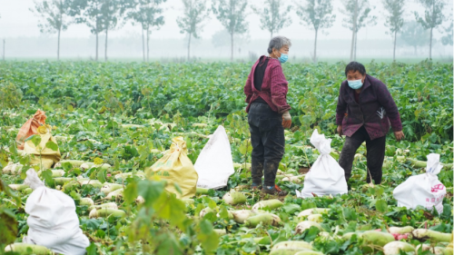 鄭州農戶60余萬斤蘿卜滯銷，拼多多愛心助力