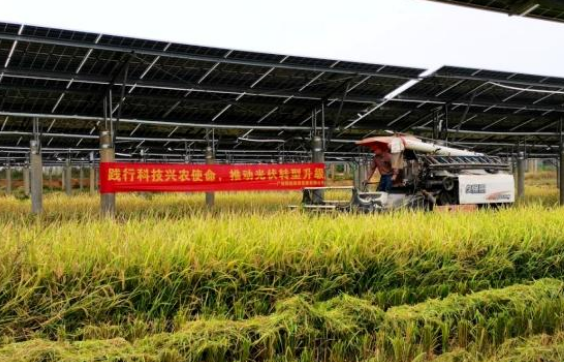 國內首個光伏發(fā)電與主糧項目首季水稻迎來大豐收