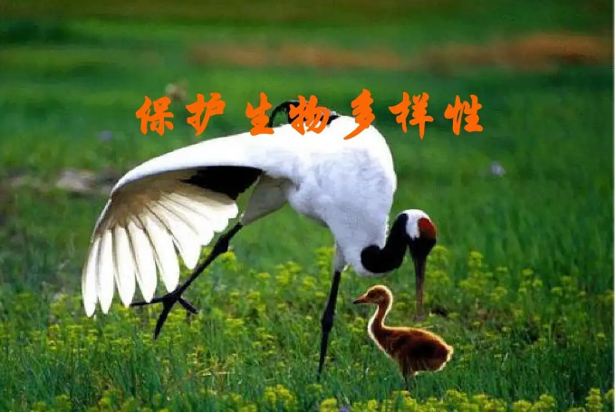 保護(hù)生物多樣性 我國(guó)生態(tài)系統(tǒng)保護(hù)取得哪些成果？