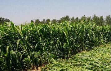 甜高粱配青玉米，鹽堿地上種出優(yōu)質(zhì)青貯飼料