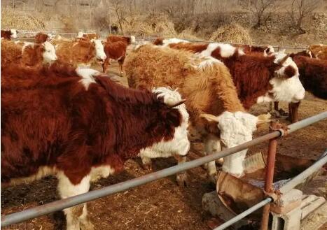 截至今年9月末，吉林省肉牛增速均位居?xùn)|三省第一位