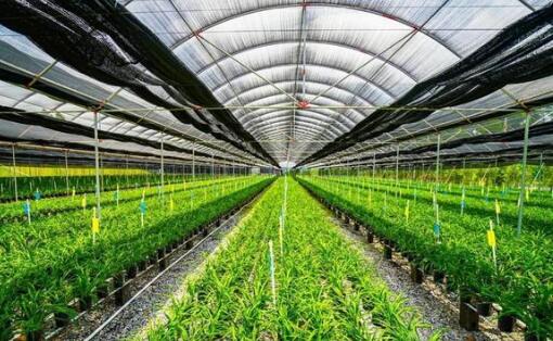 廣東探索建立現(xiàn)代農(nóng)業(yè)市場(chǎng)體系，發(fā)揮聯(lián)農(nóng)帶農(nóng)作用