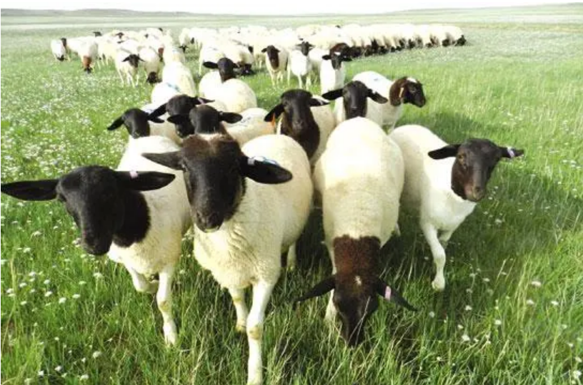 一批高效優(yōu)質(zhì)節(jié)糧抗病新品種通過國(guó)家畜禽遺傳資源委員會(huì)審定