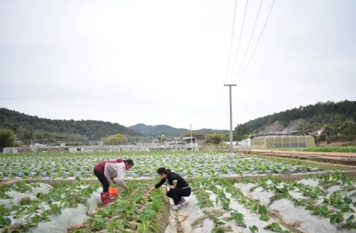 建專班 查苗情 強預警 精細氣象服務保障春耕春播