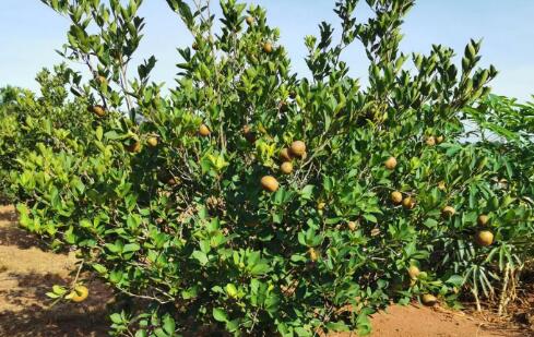 ?？谟筒枇挤N示范林產(chǎn)業(yè)園帶動村民吃上“產(chǎn)業(yè)飯”