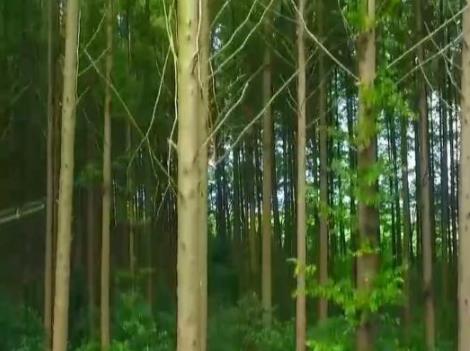 擴(kuò)容增量 我國(guó)國(guó)土綠化重大工程取得新進(jìn)展