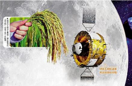 航天技術(shù)、航天育種助力中國農(nóng)業(yè)現(xiàn)代化轉(zhuǎn)型