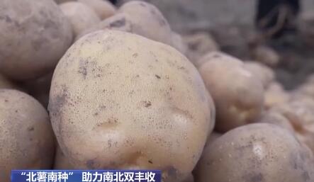 助力南北雙豐收！“北薯南種”打通了這條產(chǎn)業(yè)鏈