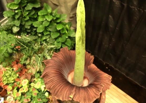 我國(guó)首個(gè)國(guó)家植物園設(shè)立一周年 植物保護(hù)收集取得新進(jìn)展