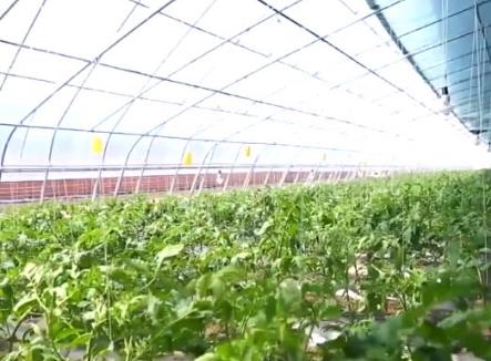 我國(guó)航天育種品種逐漸多元化 后代品種更優(yōu)質(zhì)