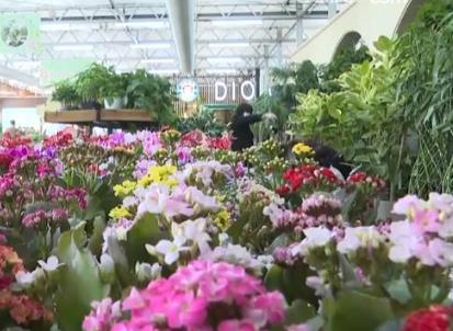 全國(guó)種苗花卉年產(chǎn)值超5000億元 “美麗”經(jīng)濟(jì)綻放勃勃生機(jī)