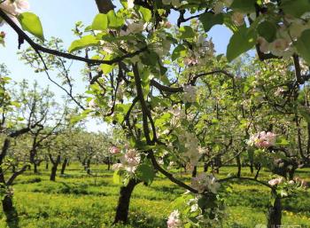 中國(guó)農(nóng)科院專(zhuān)家赴地方指導(dǎo)果樹(shù)抗災(zāi)減損