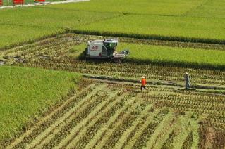 農(nóng)業(yè)農(nóng)村部農(nóng)機(jī)化總站一行赴瓊調(diào)研農(nóng)機(jī)化工作