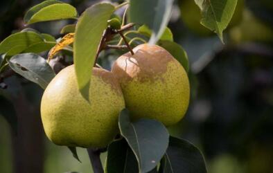 河北趙縣：發(fā)展雪花梨產(chǎn)業(yè) 推進鄉(xiāng)村振興