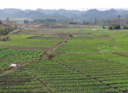 中國熱科院牽頭的熱區(qū)石漠化山地綠色農業(yè)科技創(chuàng)新聯(lián)盟獲農業(yè)農村部認定