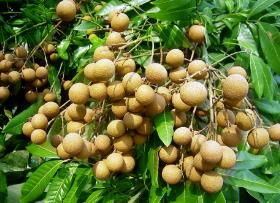 中國國際熱作產業(yè)大會暨第七屆中國荔枝龍眼產業(yè)大會即將召開