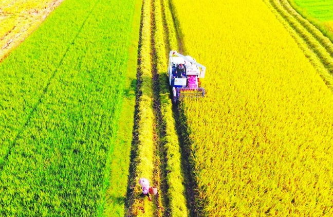 推廣稻油輪作 川渝共建西南地區(qū)“國(guó)家糧倉”