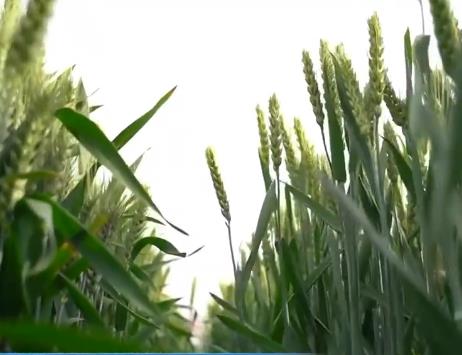 我國西南麥區(qū)大面積開鐮