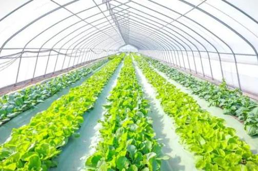 強(qiáng)化設(shè)施農(nóng)業(yè)和種業(yè)振興金融服務(wù) 六大銀行糧食重點(diǎn)領(lǐng)域貸款余額增長超25%