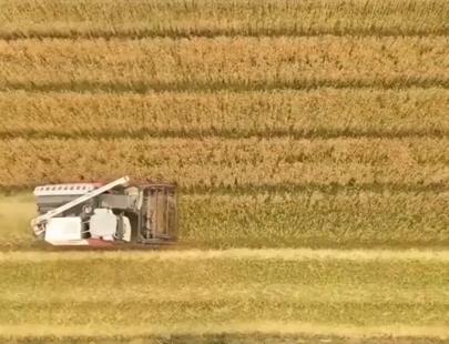 全國(guó)夏收拉開序幕 多地喜獲豐收