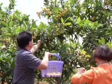 全國(guó)多地農(nóng)產(chǎn)品迎來豐收 農(nóng)戶們忙采收分享豐收喜悅