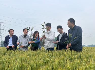 全國(guó)農(nóng)業(yè)氣象服務(wù)專家組分赴多地調(diào)查小麥長(zhǎng)勢(shì)