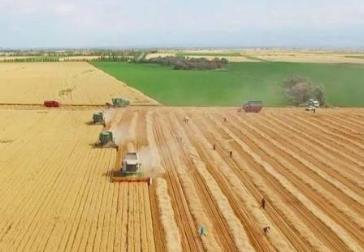 我國(guó)加快推進(jìn)節(jié)糧減損 耕好“無形良田”