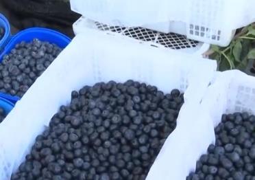 國(guó)產(chǎn)藍(lán)莓迎來(lái)豐收季 日均交易量超進(jìn)口藍(lán)莓30倍