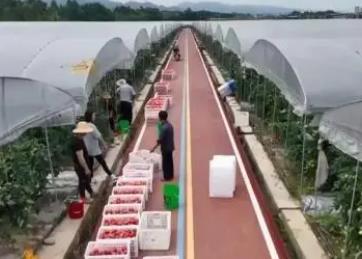 因地制宜謀發(fā)展 訂單農(nóng)業(yè)擴(kuò)展種植戶(hù)銷(xiāo)售網(wǎng)絡(luò)