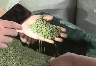 重慶江津青花椒火爆開市 行情好價(jià)格高交易紅火