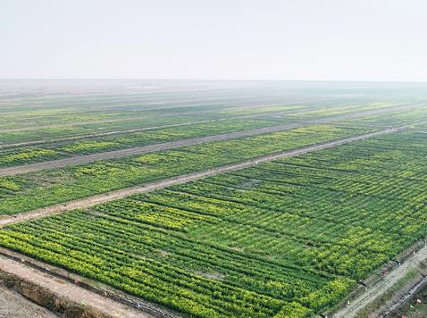 技術(shù)突破！82.7%，我國鹽堿地油菜創(chuàng)高產(chǎn)新紀錄