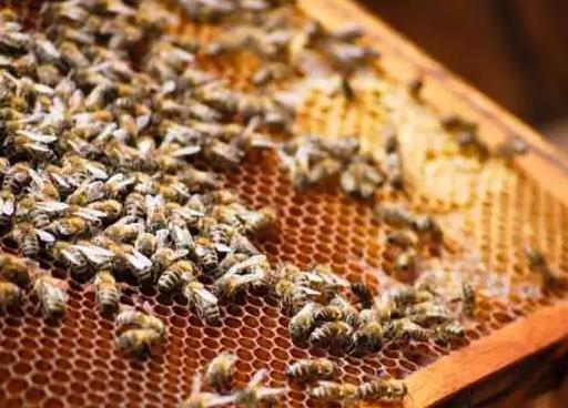 “一帶一路”蜜蜂種質(zhì)資源與育種國際合作交流會舉辦