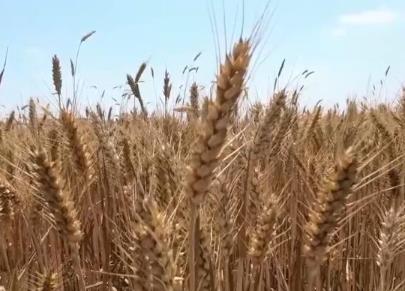 資金跟著夏收走 保障農(nóng)民夏收、夏種順利進行