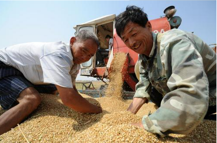 “三夏”農(nóng)忙正當(dāng)時 搶收搶曬保歸倉