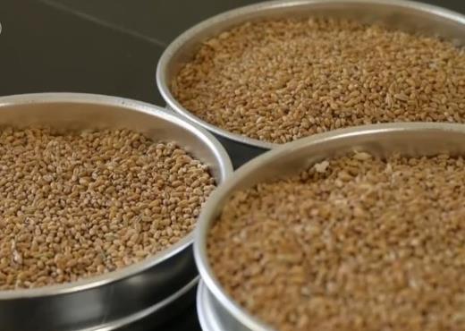 我國儲(chǔ)糧新技術(shù)處于國際領(lǐng)先水平 “智慧糧庫”讓小麥“凍齡”