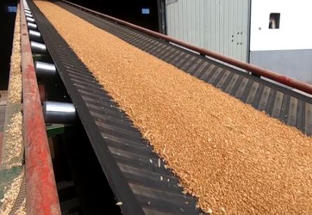 各地加大研發(fā)實(shí)現(xiàn)糧食利用最大化 耕好“無形良田”守好“大國糧倉”