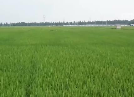 各早稻主產(chǎn)區(qū)多舉措積極應(yīng)對(duì)“三碰頭”農(nóng)業(yè)氣象災(zāi)害