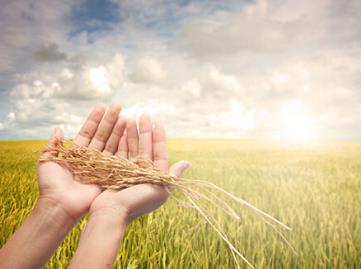 五部門推動(dòng)健全現(xiàn)代農(nóng)村金融服務(wù)體系