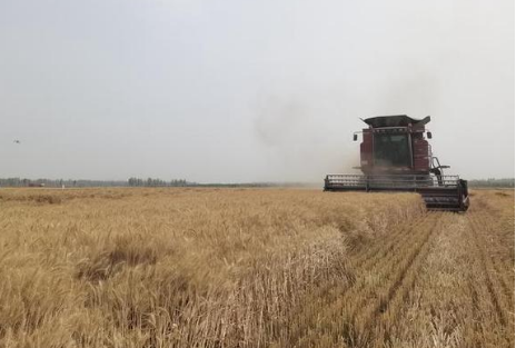 771.88公斤！“新冬60號(hào)”再創(chuàng)南疆早熟冬小麥高產(chǎn)紀(jì)錄