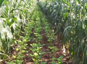 全國(guó)農(nóng)技中心派出6個(gè)專家組開展大豆玉米帶狀復(fù)合種植技術(shù)指導(dǎo)服務(wù)活動(dòng)