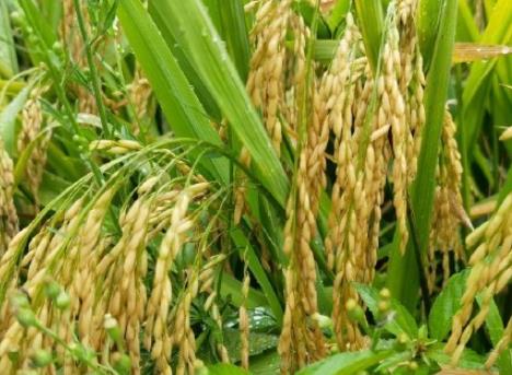 2023年度超級稻確認(rèn)品種發(fā)布