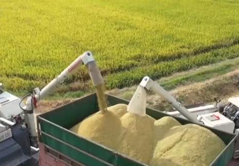 新品種、新技術(shù)助力早稻增產(chǎn) 多舉措保障糧食顆粒歸倉