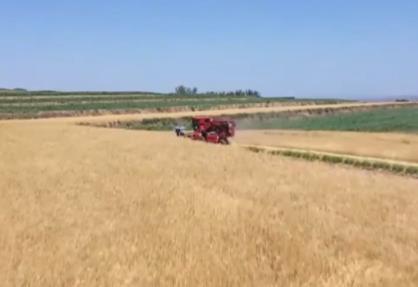小麥機(jī)收率將突破90% 甘肅冬小麥陸續(xù)進(jìn)入收割期