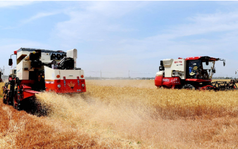 1498.6萬噸！河北夏糧喜獲豐收！實(shí)現(xiàn)面積、單產(chǎn)、總產(chǎn)“三增”