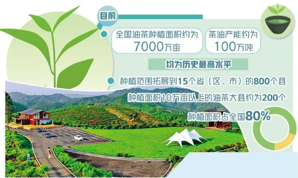 油茶產(chǎn)業(yè)如何做大做強