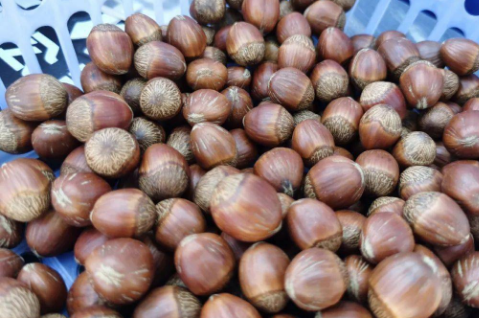 興安盟扎賚特旗：小榛子大產(chǎn)業(yè) 打造中國(guó)“蒙榛之都”