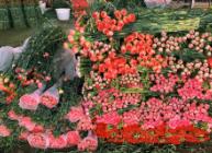 暑期游、避暑游帶動斗南花市消費 日銷鮮花近3千萬枝